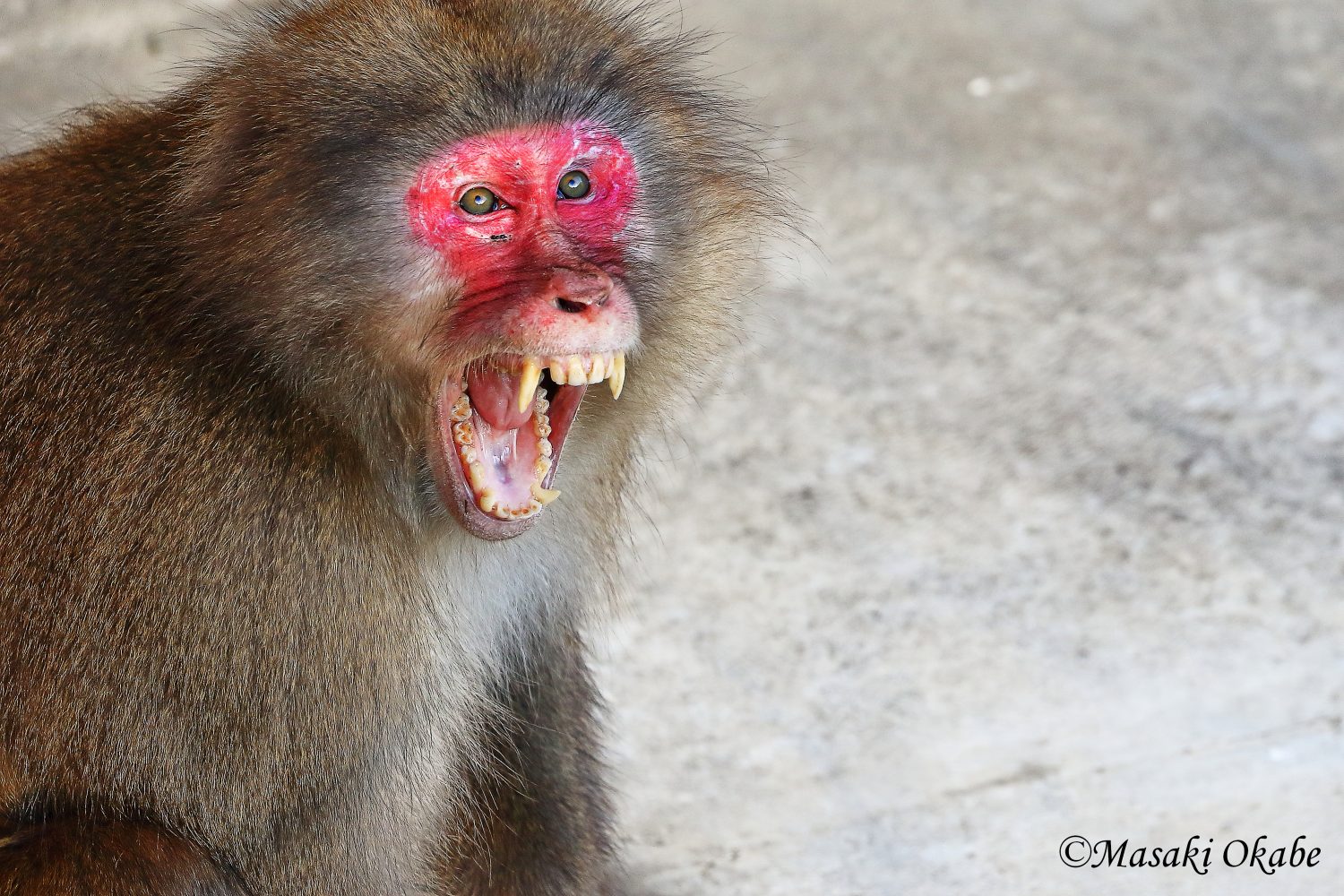 アウトドアで野生動物と出くわしてしまったら 初心者でもできる対処法 サバイバル 防災 Be Pal キャンプ アウトドア 自然派生活の情報源ビーパル