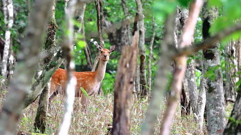 アウトドアで野生動物と出くわしてしまったら？初心者でもできる対処法