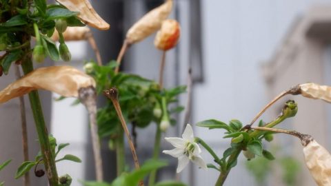 トウガラシに花が咲いた！［読者投稿記事］