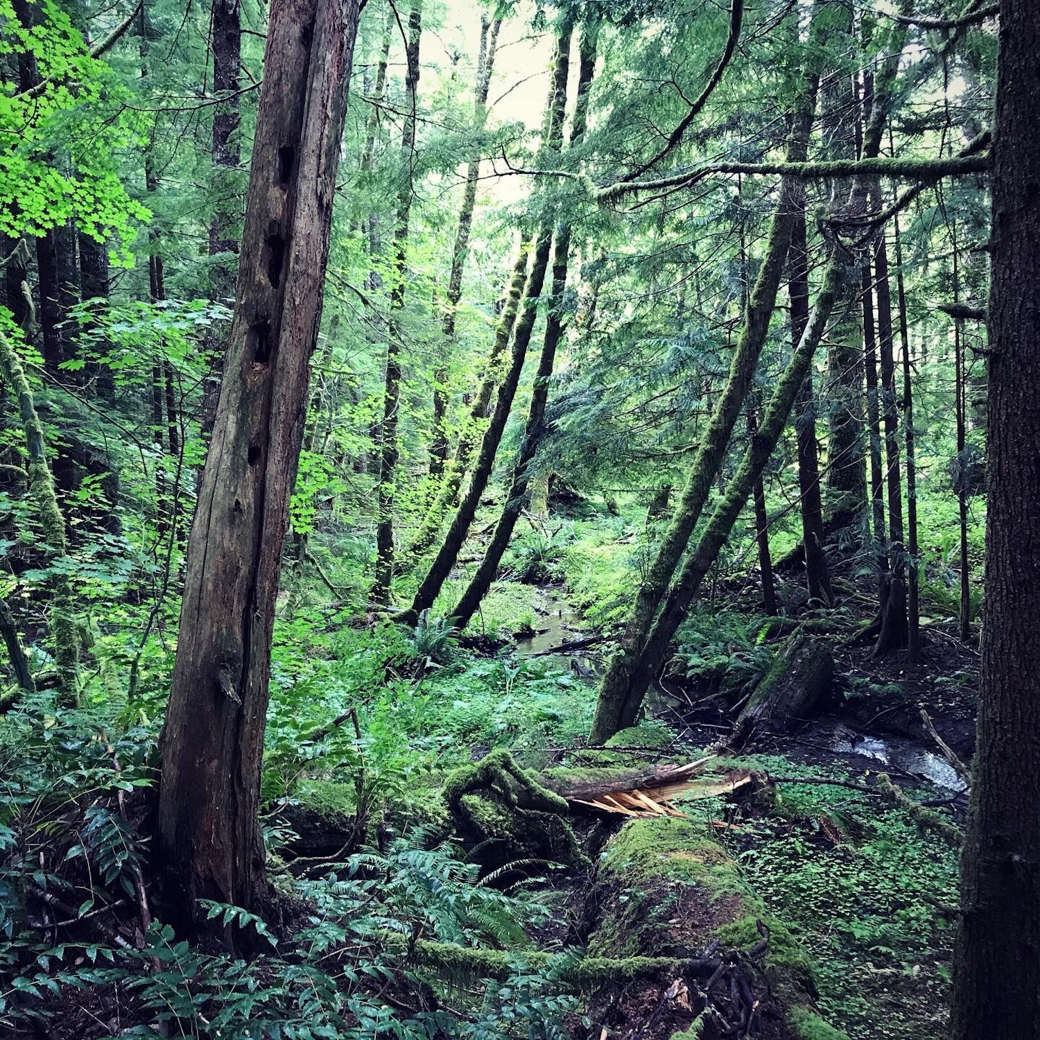 oregonforest