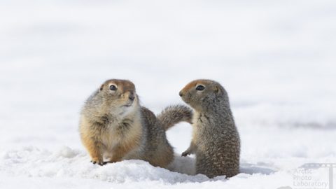 春がきた！リス、カリブー、ムース・・・ユーコンで見られる野生動物たち