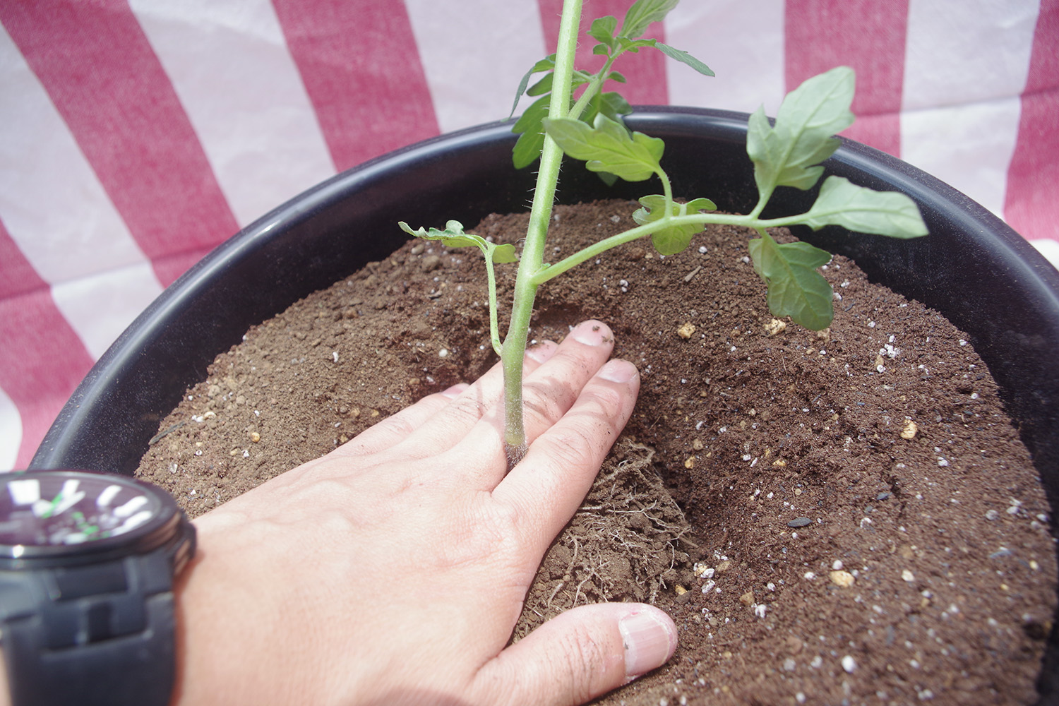 ベランダで夏野菜を作ろう プランターを使った ミニトマト作り の３つのコツ Be Pal