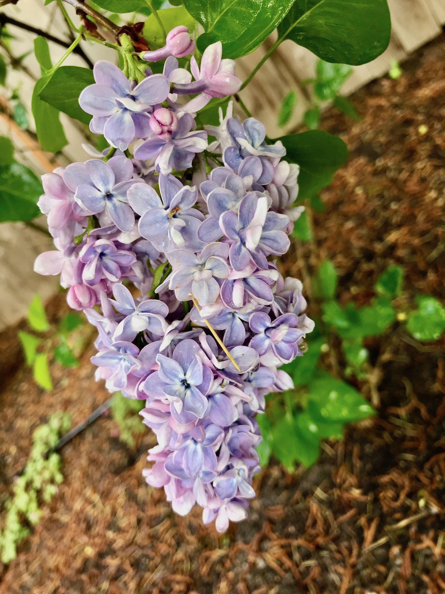 ポートランドでも人気 ライラックやバラ 花を食べてみよう Be Pal