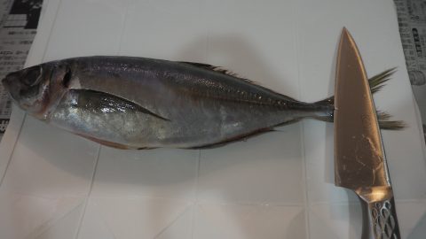 三枚おろしのやり方とは？アジをさばく練習をしてみよう！