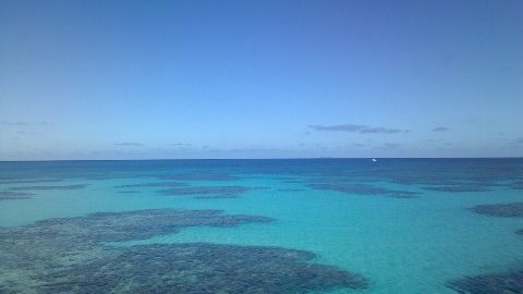 アオサンゴ群集がある石垣島。サンゴの海で今起こっているコト