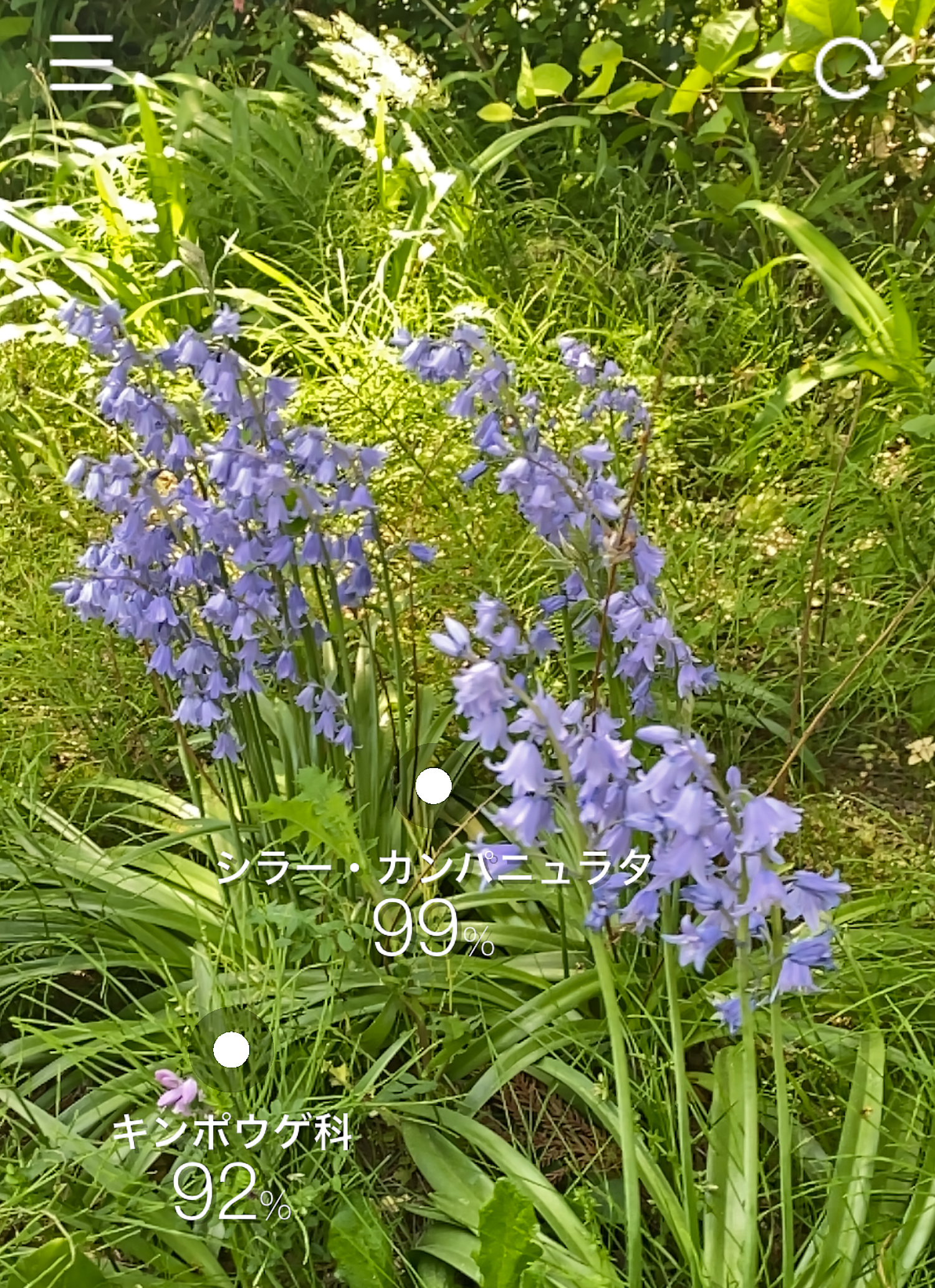 画面内の複数の花の種類も判定可能