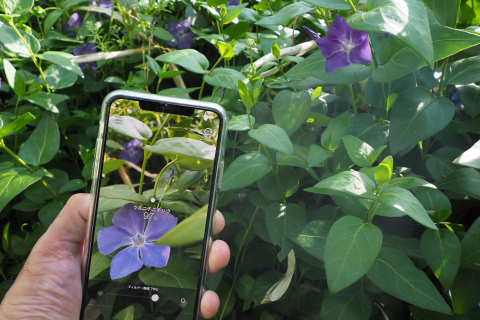 散歩が楽しくなる花の名前判定アプリ「ハナノナ」が便利！