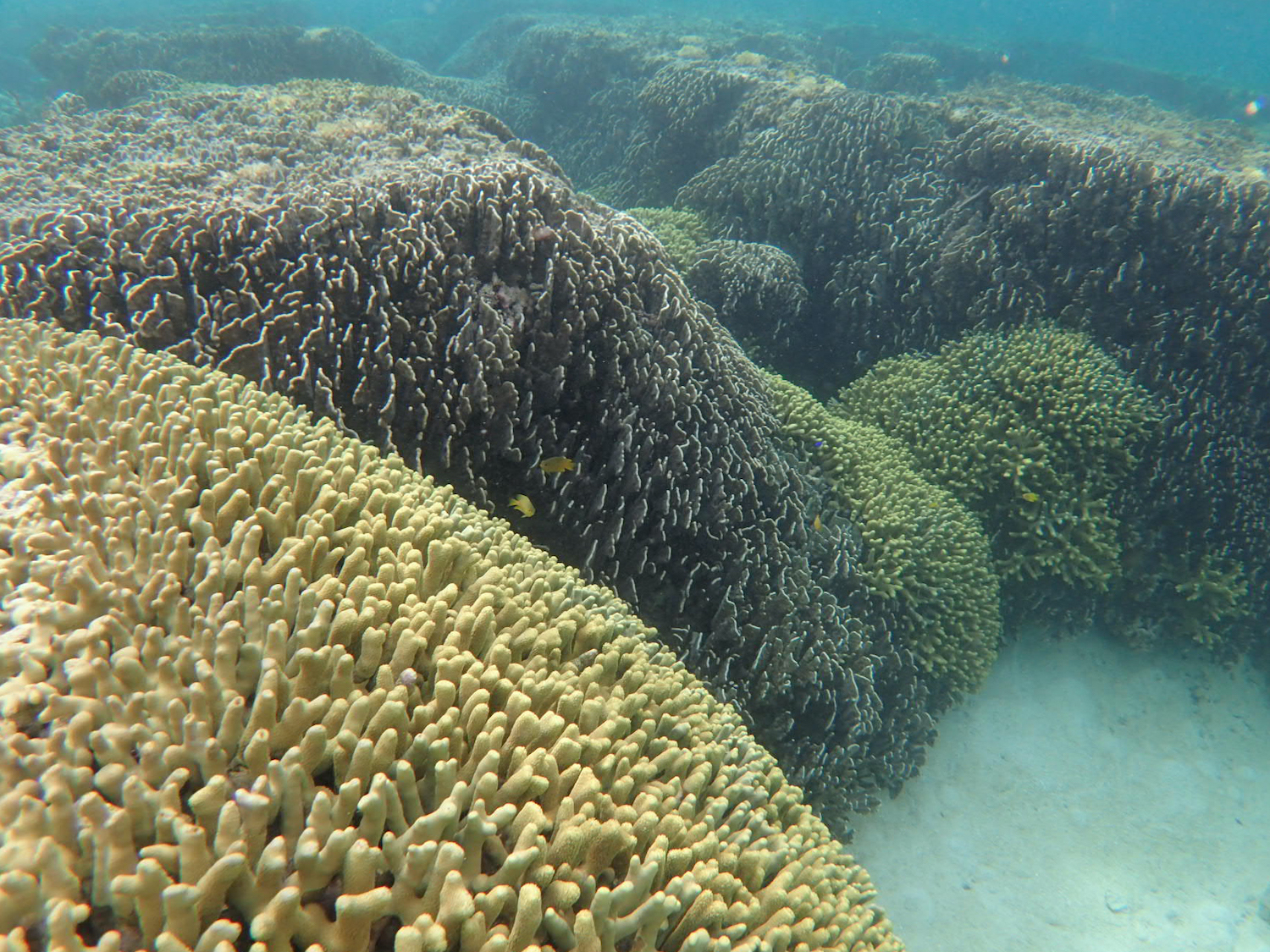 アオサンゴ群集がある石垣島 サンゴの海で今起こっているコト Be Pal