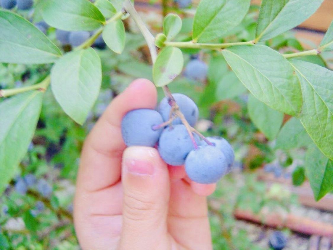 無農薬家庭果樹園の楽しみ方［読者投稿記事］