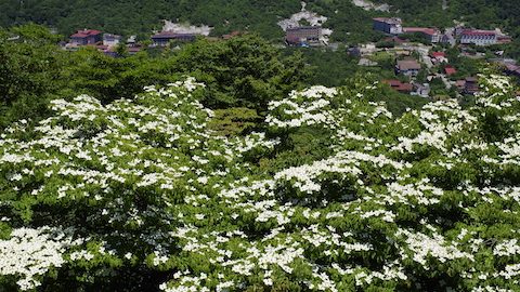 雲仙岳（長崎県）の一座、絹笠山でヤマボウシを堪能する初夏ハイキング