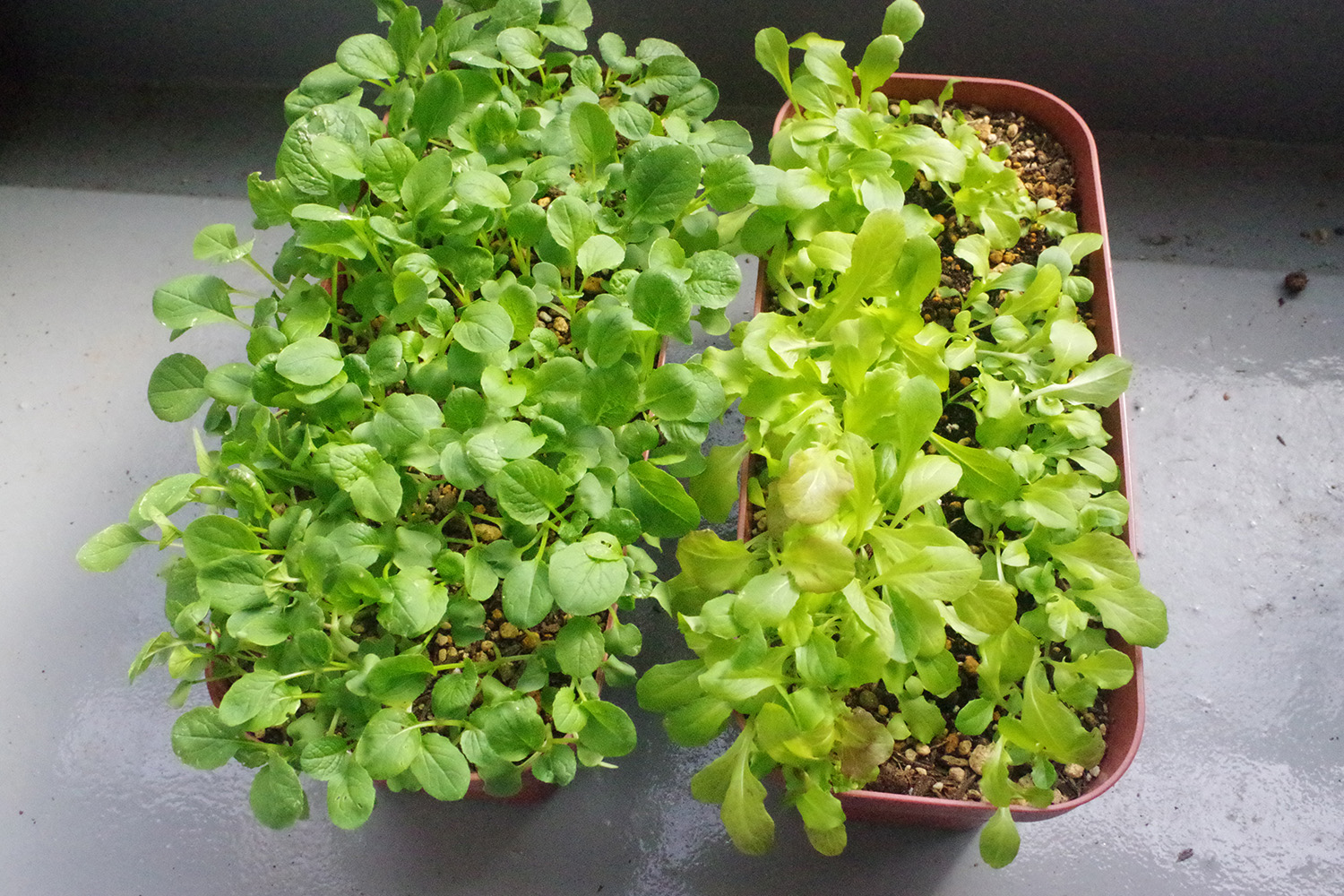 トマトや葉野菜 ベランダ菜園を 害虫から守る方法 と 脇芽かき のやり方 農業 ガーデニング Be Pal キャンプ アウトドア 自然派生活の情報源ビーパル