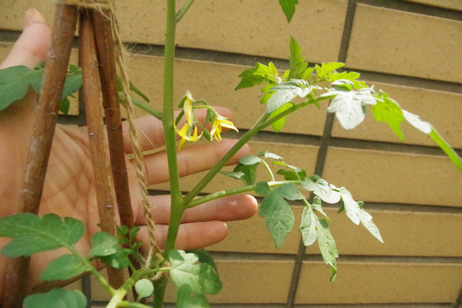 トマトや葉野菜 ベランダ菜園を 害虫から守る方法 と 脇芽かき のやり方 Be Pal