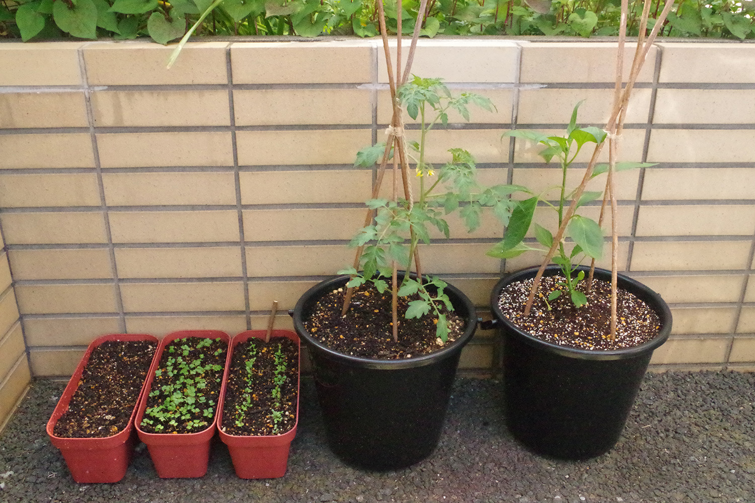トマトや葉野菜 ベランダ菜園を 害虫から守る方法 と 脇芽かき のやり方 Be Pal