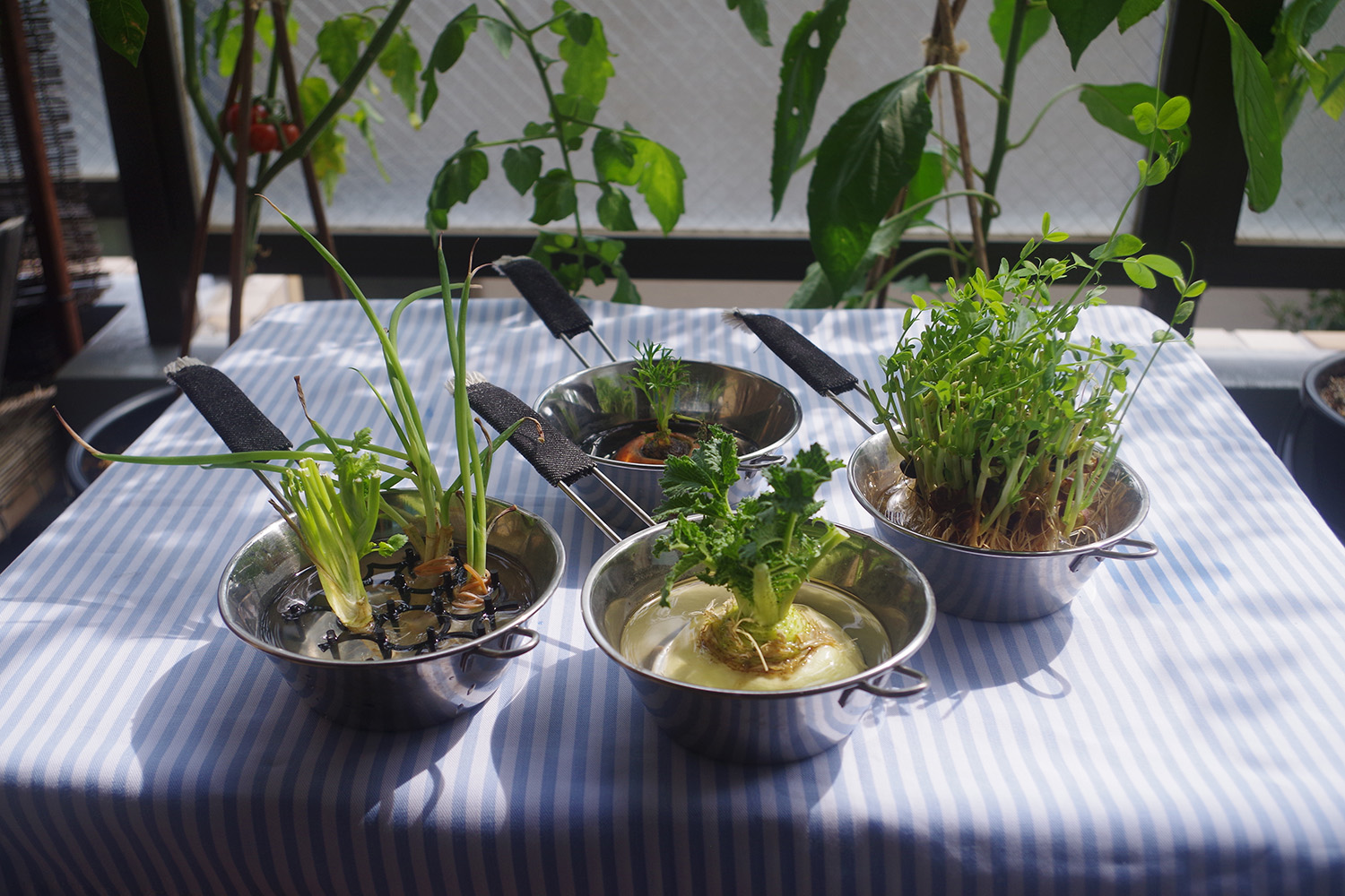 いま話題の 再生野菜リボべジ を庭やベランダで育てよう 気軽に楽しむミクロな菜園 農業 ガーデニング Be Pal キャンプ アウトドア 自然派生活の情報源ビーパル