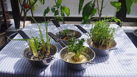 いま話題の「再生野菜リボべジ」を庭やベランダで育てよう！気軽に楽しむミクロな菜園