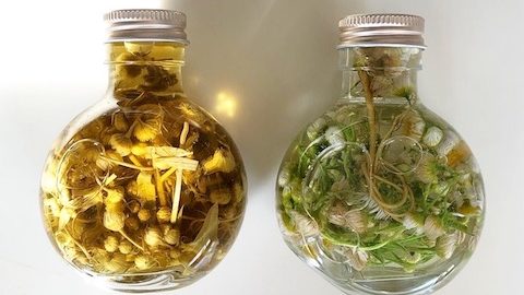 初夏の野草「ヒメジョオン」で美白化粧水を作ろう