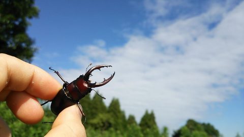 昆虫の夏。クワガタとったばい！［読者投稿記事］