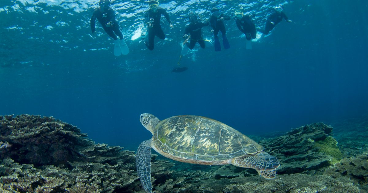 南の島だけじゃない！身近な海でサンゴが見られるスポット4選