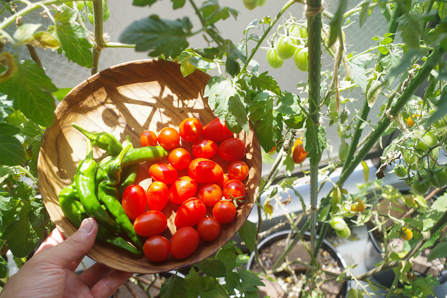 プランターで育てて豊作に 夏に向けたミニトマトの適切な手入れ方法とは Be Pal
