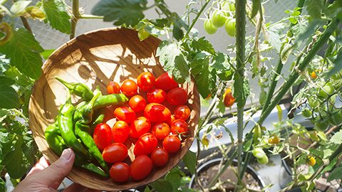 プランターで育てて豊作に！夏に向けたミニトマトの適切な手入れ方法とは