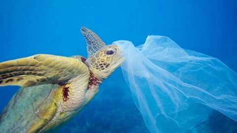 プラスチックが海を殺す！？近い将来、海中のプラごみが魚の量を超える