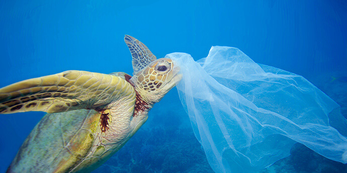 海中を浮遊するレジ袋やプラスチックシートをウミガメがクラゲと間違って補食
