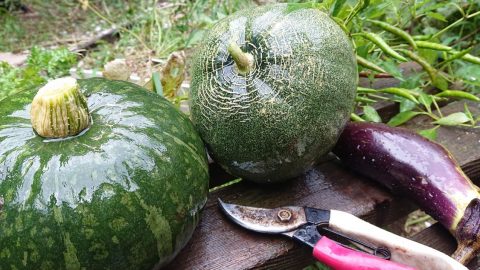 菜園の収穫【夏野菜と初メロン】［読者投稿記事］