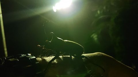 拾いました！【カブトムシ】［読者投稿記事］