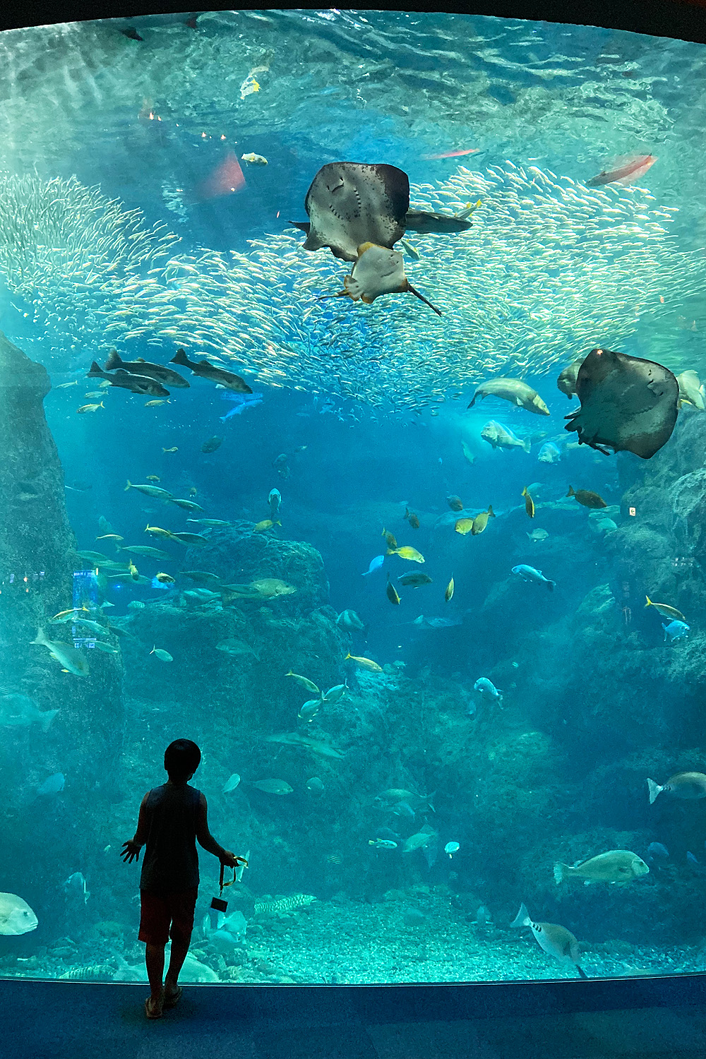 ダダ漏れの生きもの愛と世界に誇るじわじわ感動イルカショー 新江ノ島水族館 へ 子育て Be Pal キャンプ アウトドア 自然派生活の情報源ビーパル