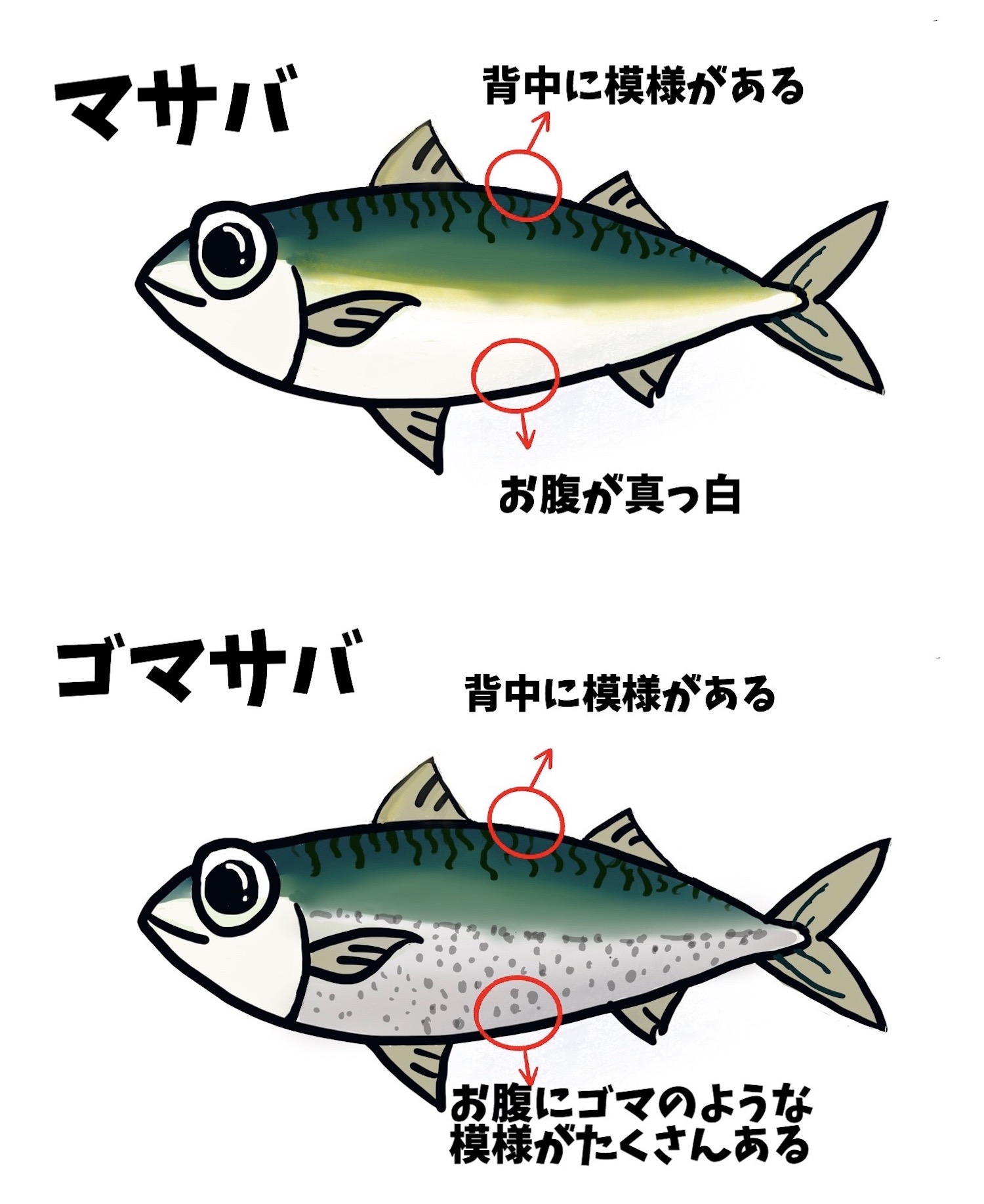 釣ったサバで 炙りシメサバ棒寿司を作ってみた Be Pal