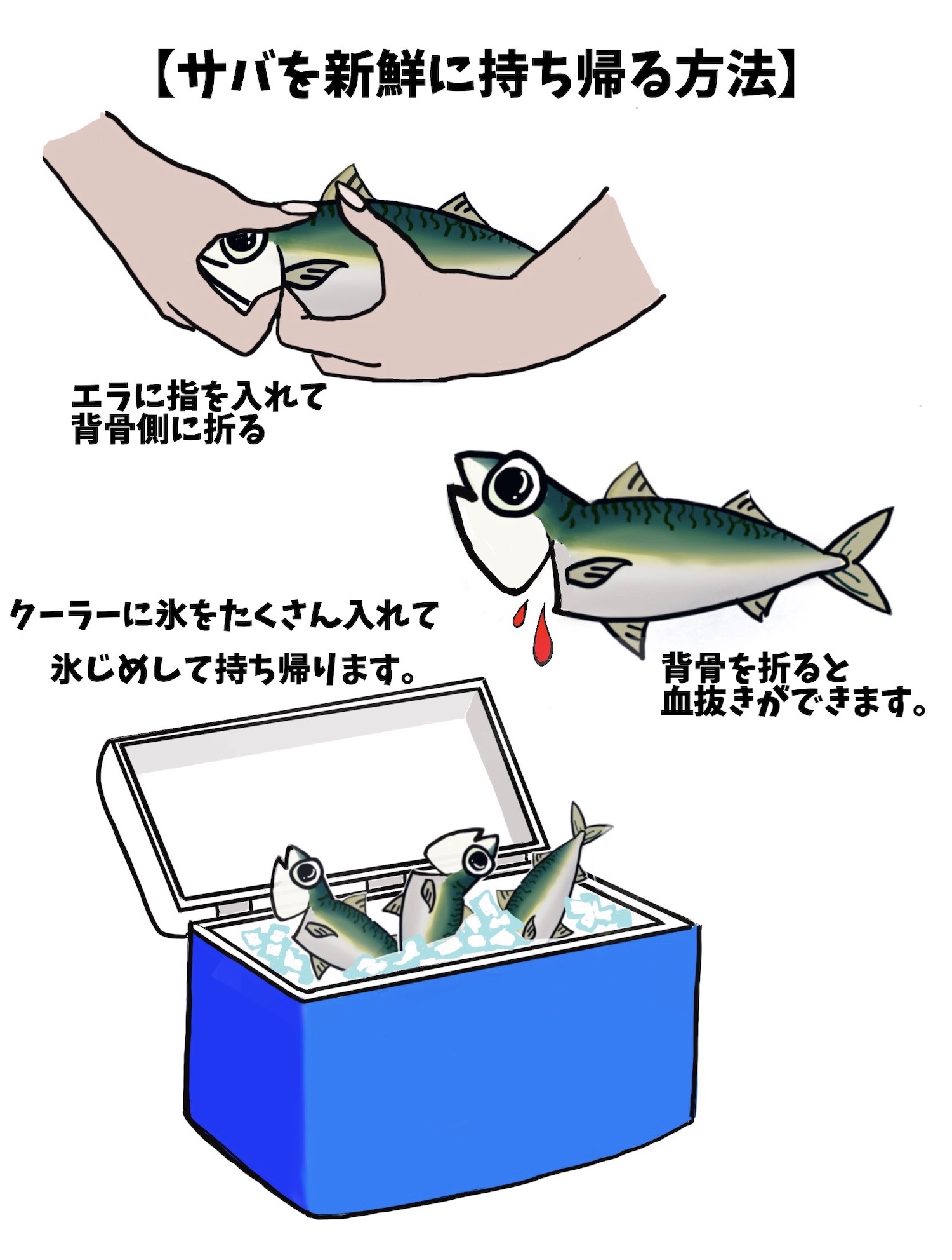 釣ったサバで 炙りシメサバ棒寿司を作ってみた Be Pal