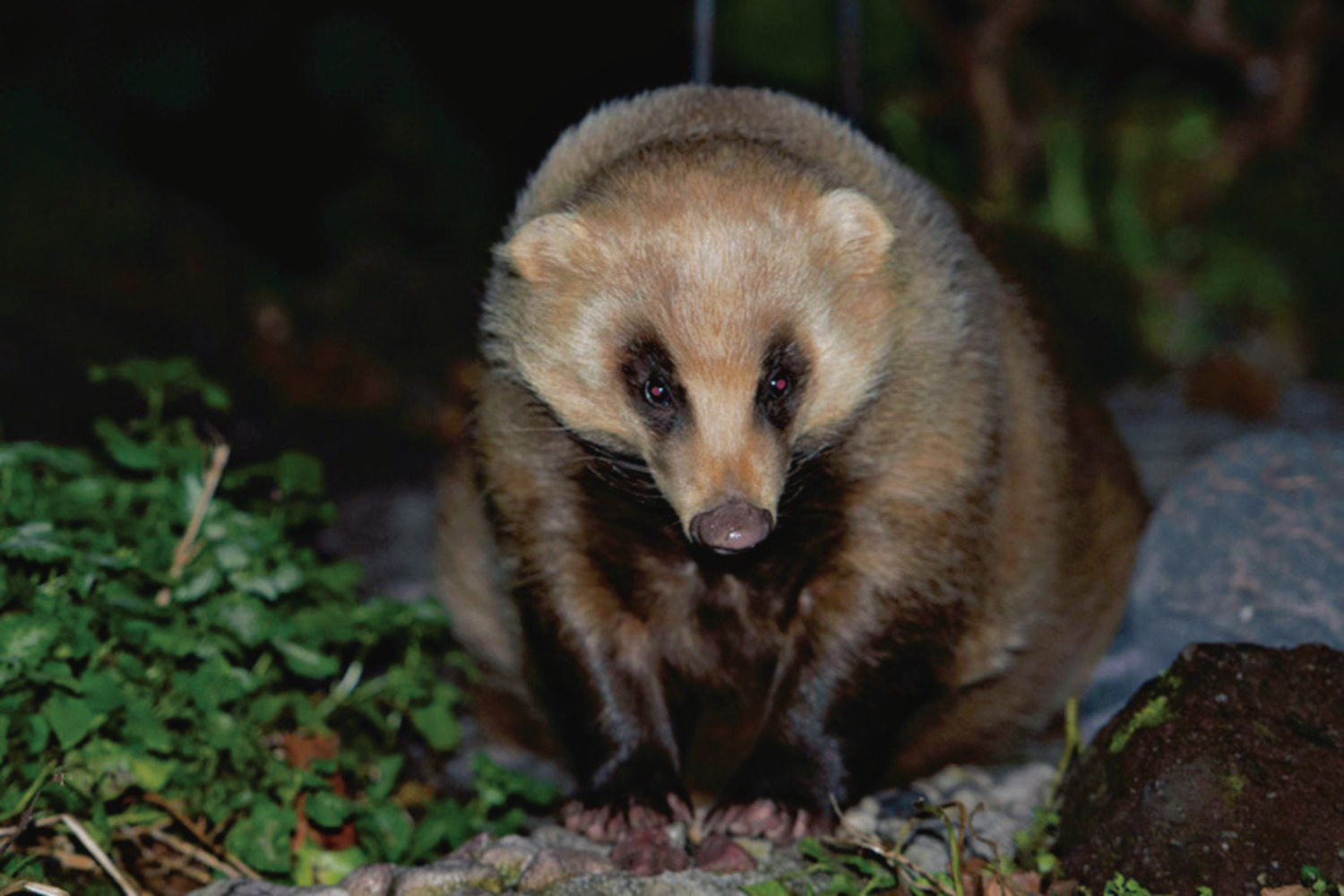 都会でも見られる 夜の生き物観察に出かけてみよう Be Pal