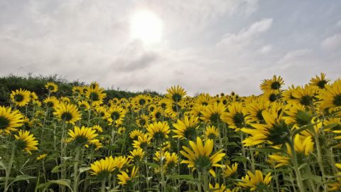 自然豊かな環境に住まう［読者投稿記事］