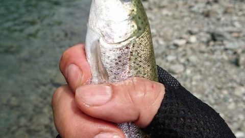 釣った魚はスモークにします！飴色に染まったニジマスは最高です♪［読者投稿記事］