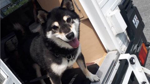 犬連れクルマ旅、わが家の「ひと工夫」［読者投稿記事］