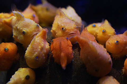 ダダ漏れの生きもの愛と世界に誇るじわじわ感動イルカショー 新江ノ島水族館 へ 子育て Be Pal キャンプ アウトドア 自然派生活の情報源ビーパル