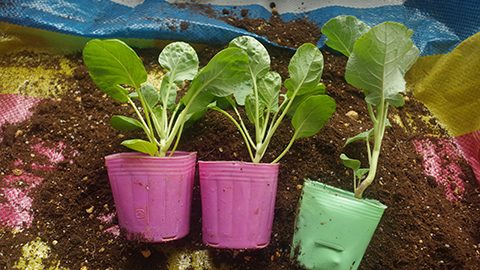 何度も収穫できるキャベツとブロッコリー！ベランダで冬野菜を育てよう