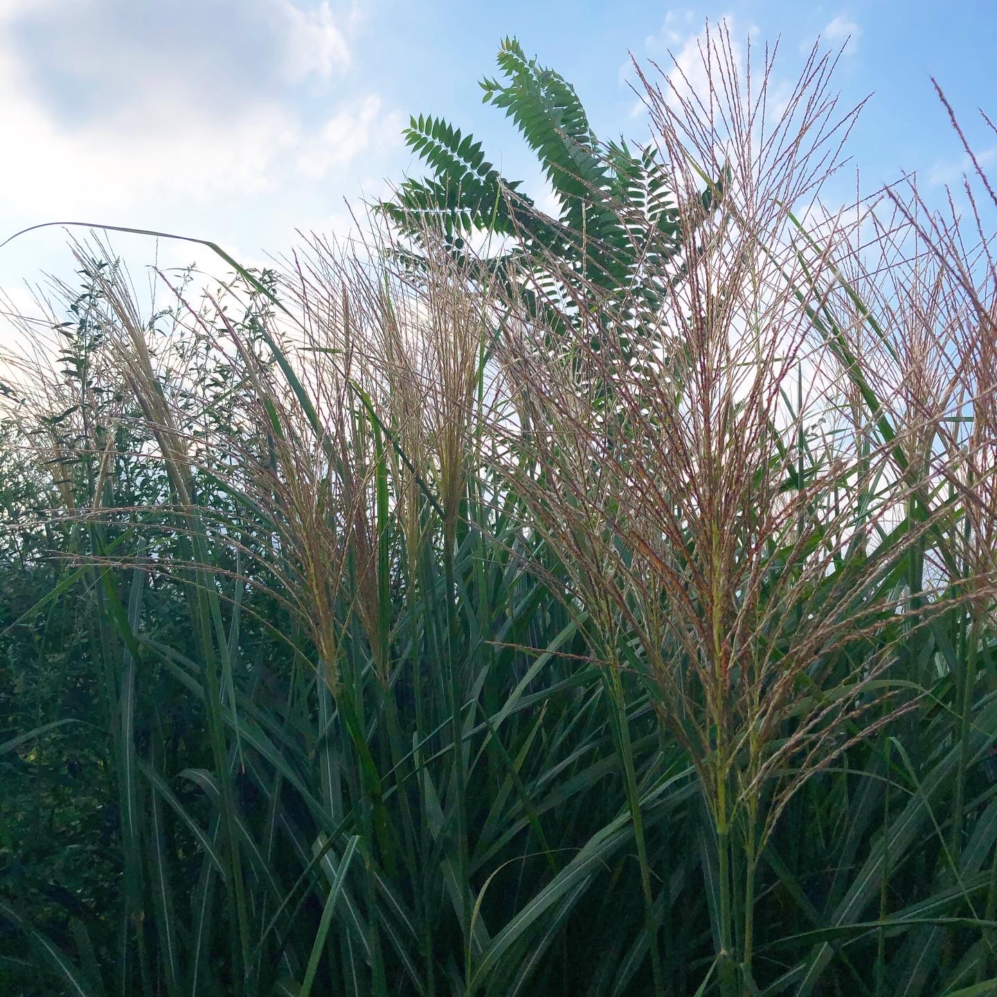 秋の七草 ススキ を使って野草茶を作ってお月見をしよう ナチュラルライフ Be Pal キャンプ アウトドア 自然派生活の情報源ビーパル