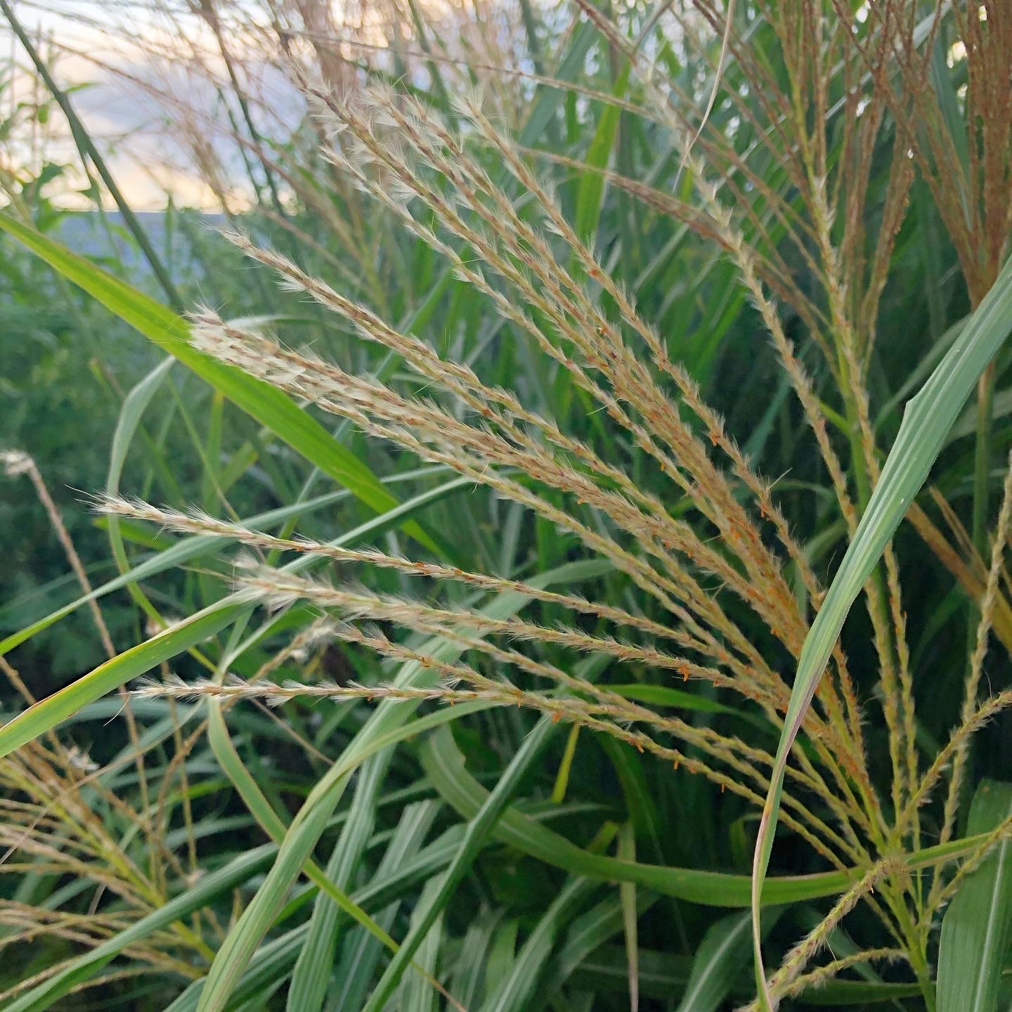 秋の七草 ススキ を使って野草茶を作ってお月見をしよう ナチュラルライフ Be Pal キャンプ アウトドア 自然派生活の情報源ビーパル