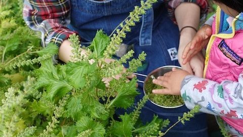 山で野草を摘んで、アウトドアご飯「野草のフォー」を作ろう