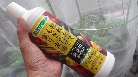 冬野菜のベランダ栽培。芽キャベツと茎ブロッコリーのメンテナンス方法とは