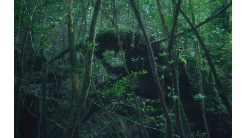 千年以上の時間を感じる写真集『倒木～屋久島 ときの狭間に立ちて～』