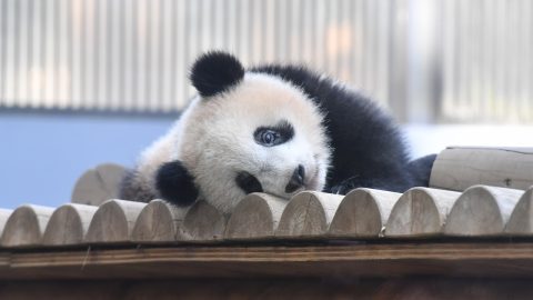 パンダに癒される！「ぱんだうじ」こと写真家・高氏貴博さんのおすすめシャンシャン写真ベスト３