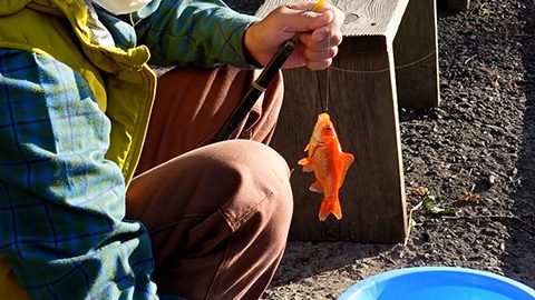 極太タイヤの自転車で埼玉県『彩湖・道満パーク』の金魚釣りに行ってみた！