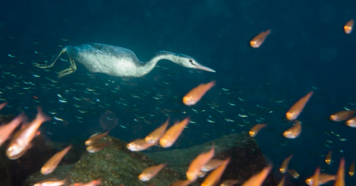 写真好きにはたまらない 冬の海 で見られる生き物たち Be Pal 写真好きにはたまらない 冬の海 で見られる生き物たち Be Pal