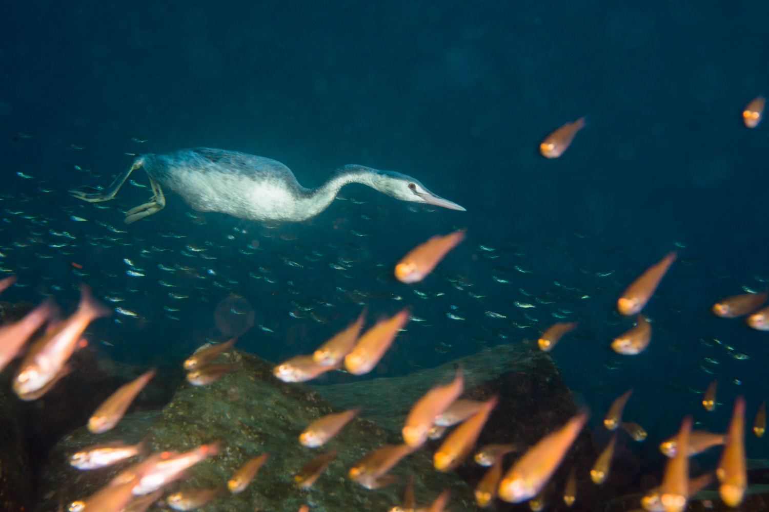 写真好きにはたまらない 冬の海 で見られる生き物たち 海 川 カヌー 釣り Be Pal キャンプ アウトドア 自然派生活の情報源ビーパル