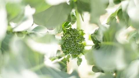 収穫まであと少し！冬野菜の中でも育てやすい芽キャベツのメンテナンス方法