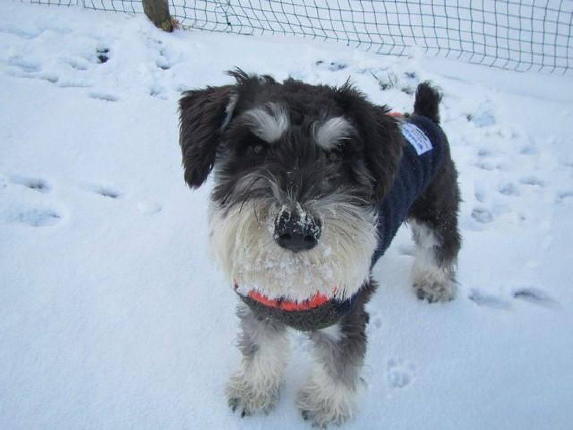 愛犬とはしゃぐ雪中キャンプ［読者投稿記事］