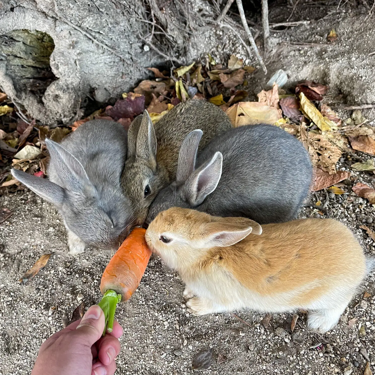 絶景キャンプに天然温泉 瀬戸内海に浮かぶうさぎの楽園 大久野島 日本の旅 Be Pal キャンプ アウトドア 自然派生活の情報源ビーパル