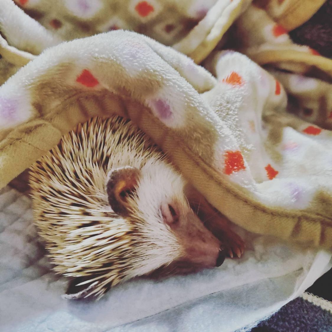 ぬくぬくぐっすり眠るはりねずみの【むーたろう】［読者投稿記事］